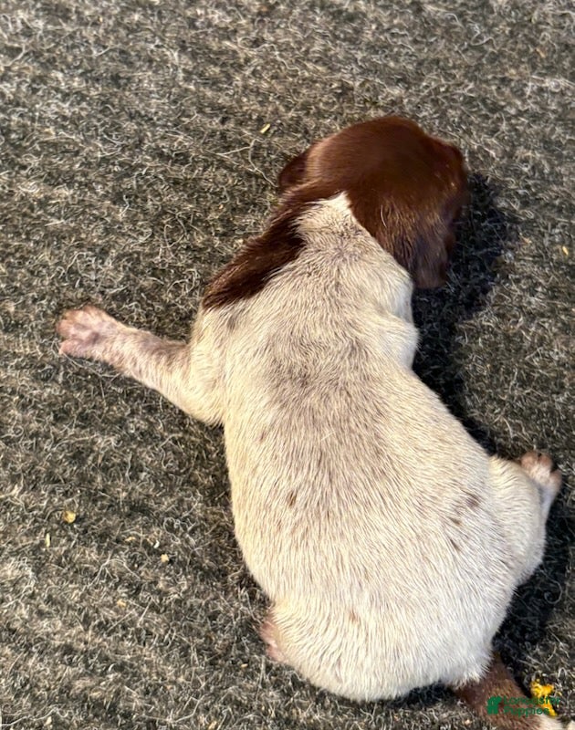German Shorthaired Pointer dogs German Shorthaired Pointer Male 2 - Ad 2