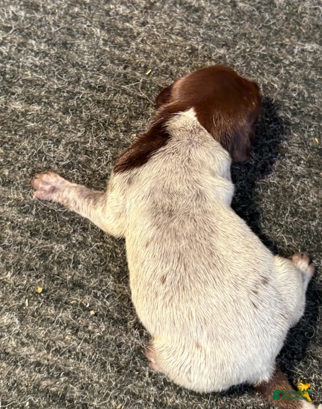 German Shorthaired Pointer dogs for sale: German Shorthaired Pointer Male 2 - Ad 2