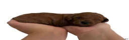 Mini Goldendoodle dogs for sale: Purple Collar  - Ad 8