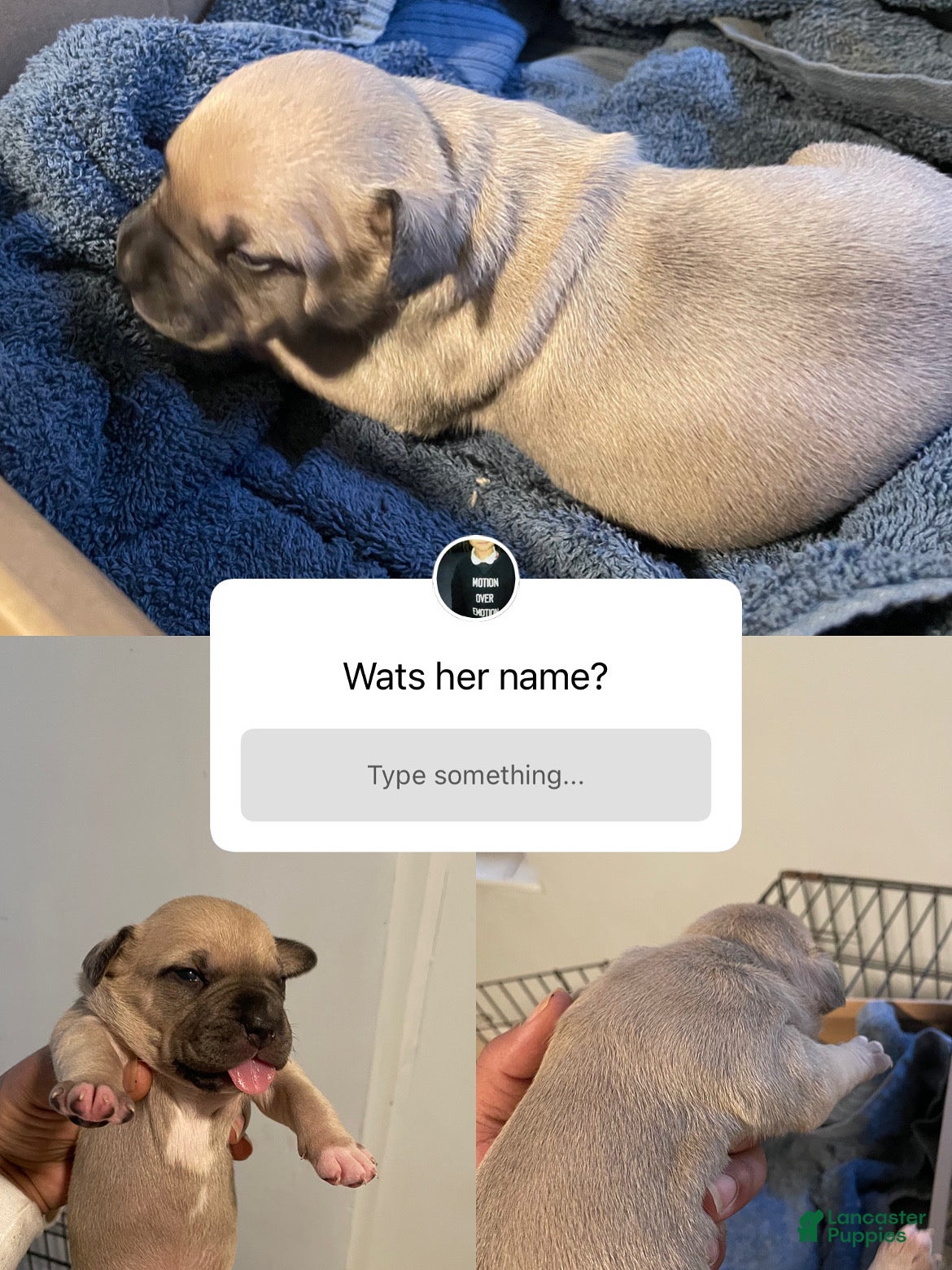 American Bully dogs for sale: American Bully Puppy 1 - Ad 2