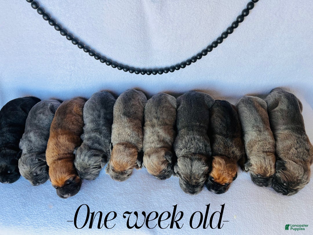 Cane Corso dogs for sale: Baxter - Ad 6