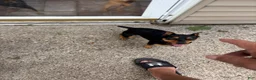 Miniature Pinscher dogs for sale: Miniature Pinscher 3 - Ad 6