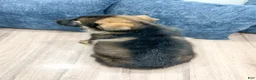German Shepherd dogs for sale: Delmar - Ad 5