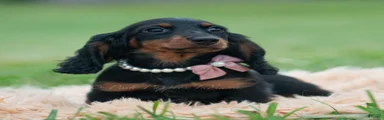 DeeDee