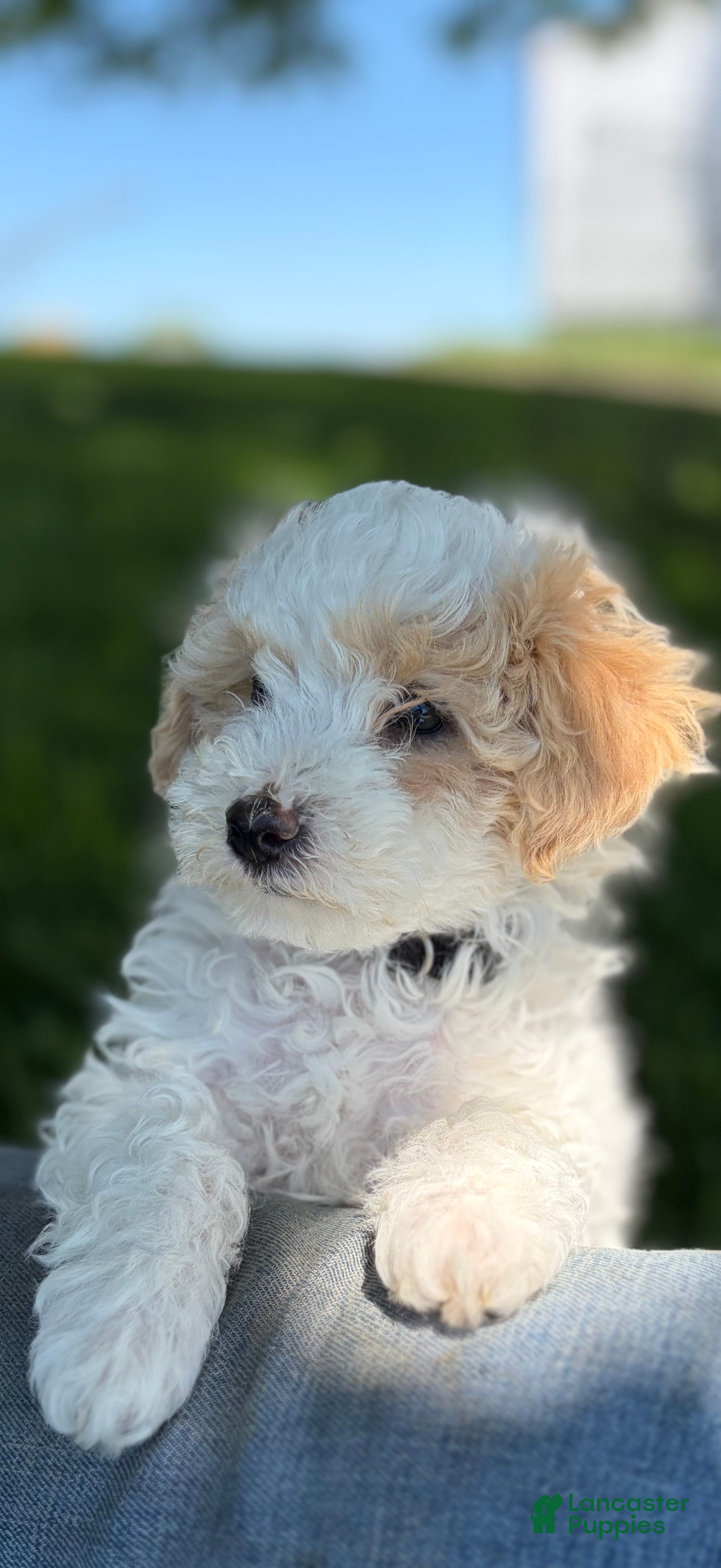 Maltipoo dogs Max - Ad 1