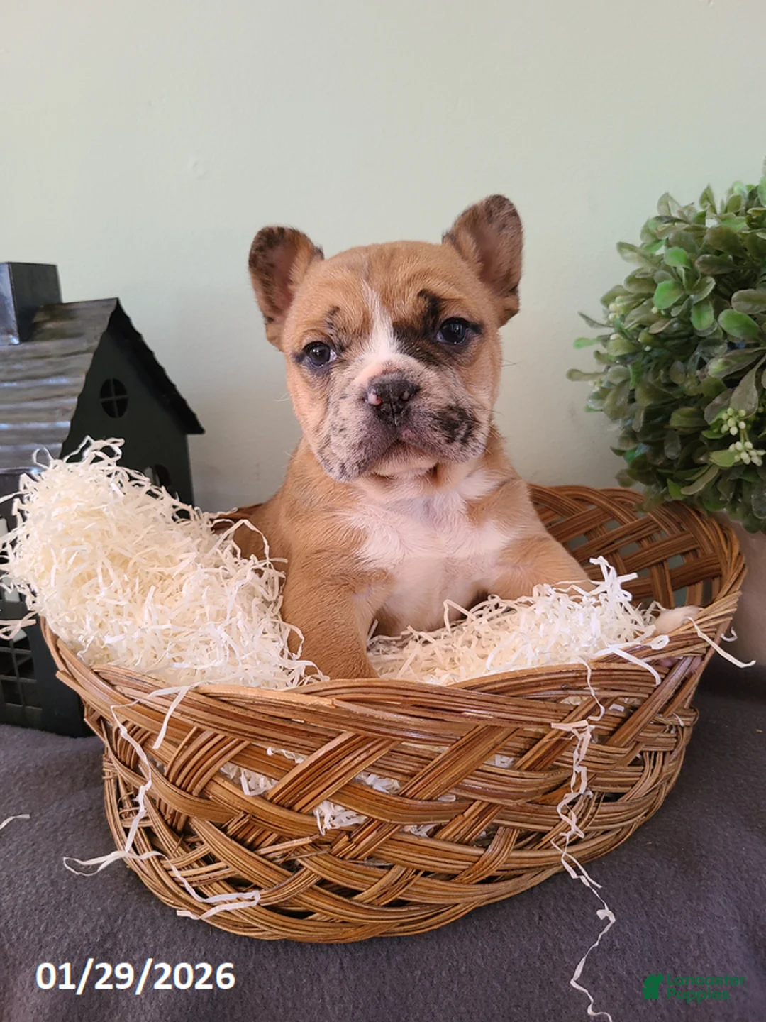 Mixed Breed dogs for sale: Milo - Ad 13