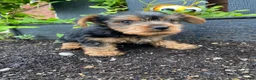 Yorkshire Terrier dogs for sale: Timmy - Ad 9