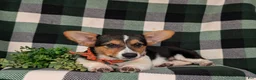 Welsh Corgi Pembroke dogs for sale: Blaze - Ad 9