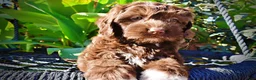 Havapoo dogs for sale: Precious - Ad 4