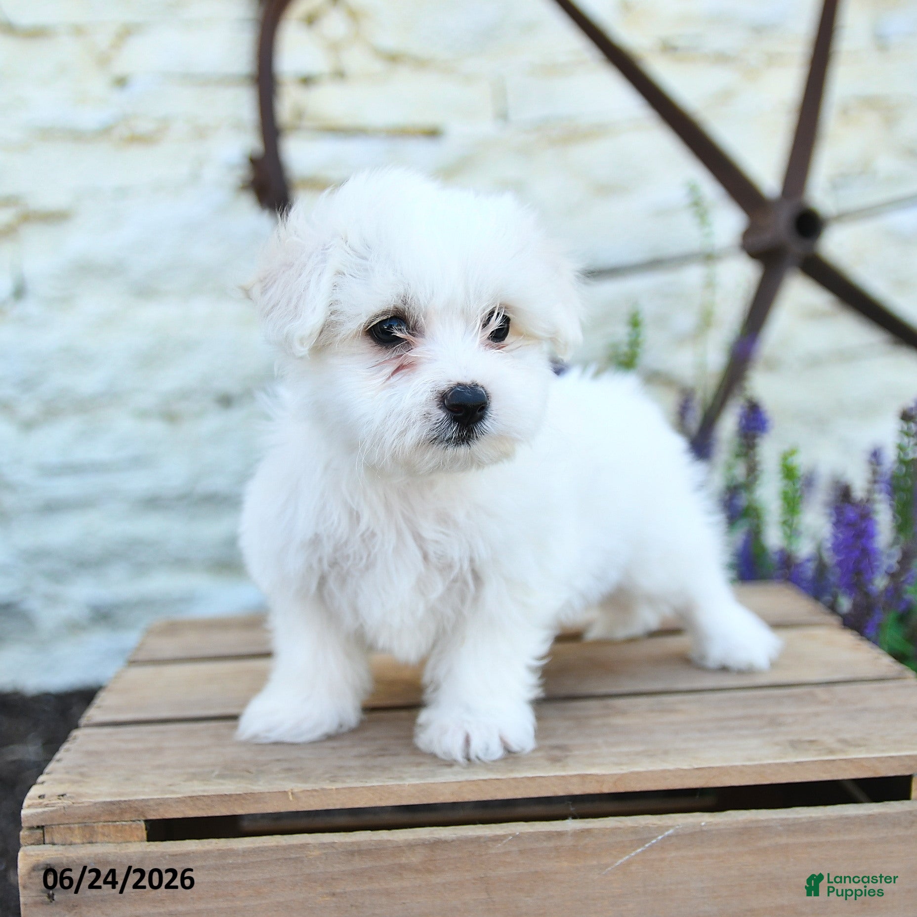Mixed Breed dogs Olivia - Ad 1