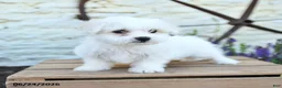 Mixed Breed dogs for sale: Olivia - Ad 1