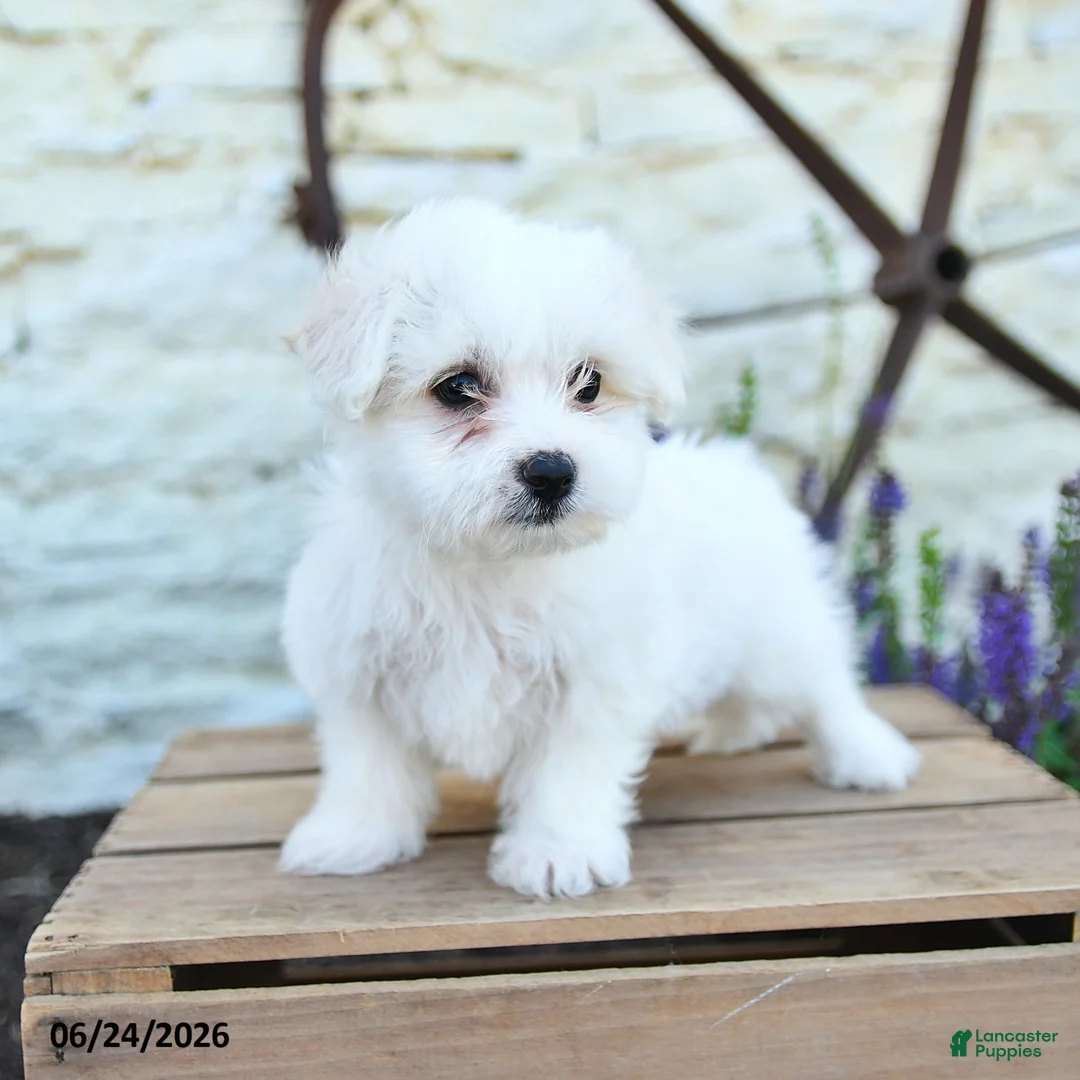 Mixed Breed dogs for sale: Olivia - Ad 1