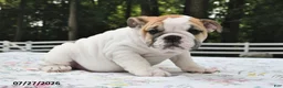 English Bulldog dogs for sale: Amber - Ad 2