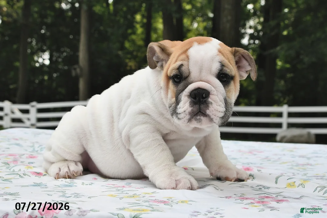 English Bulldog dogs for sale: Amber - Ad 2