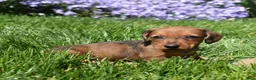 Miniature Dachshund dogs for sale: Barbie - Ad 4