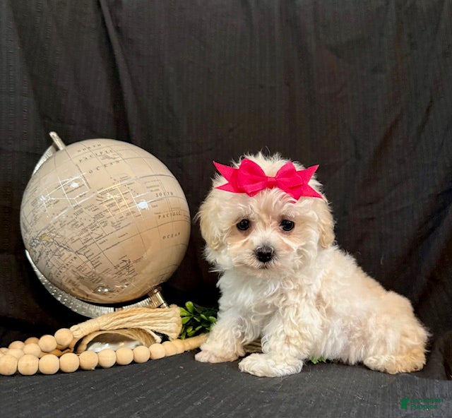 Lhasapoo dogs Hope - Ad 5