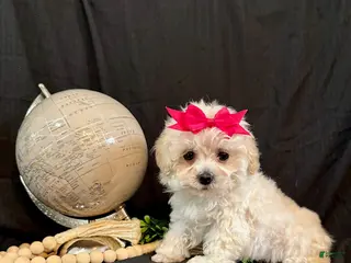 Lhasapoo dogs Hope - Ad 5