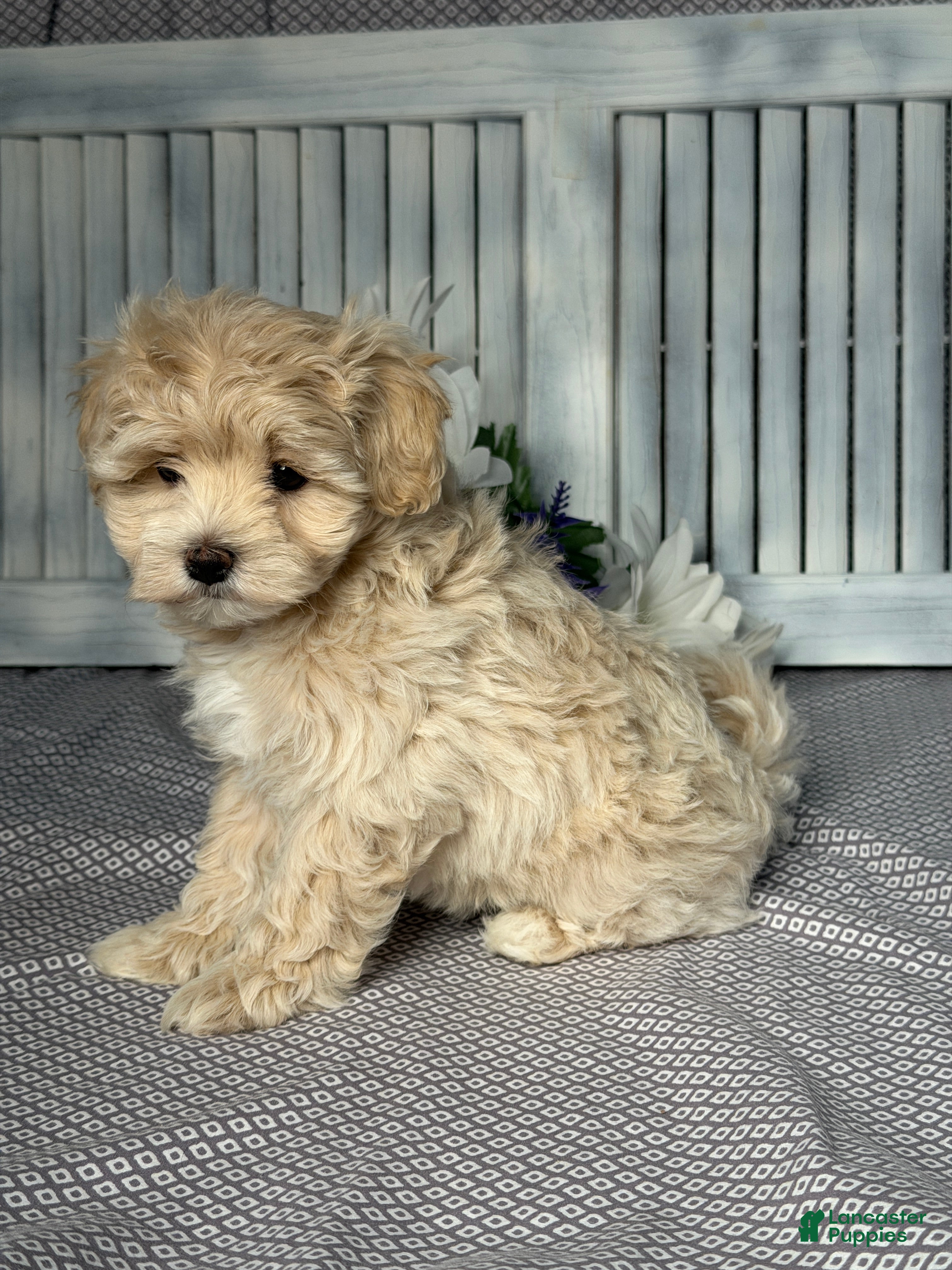 Maltipoo dogs Ava - Ad 2