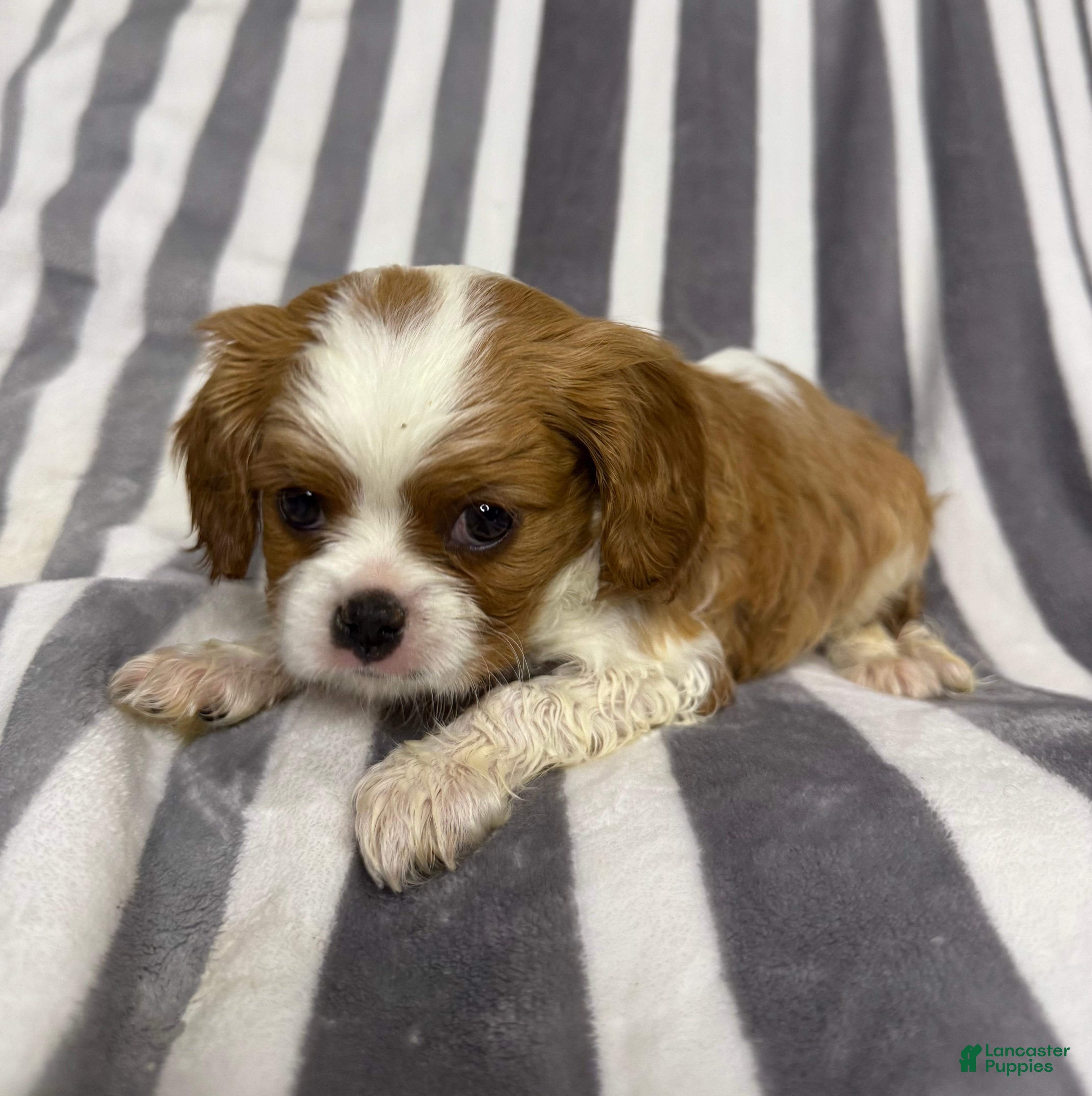 Cavalier King Charles Spaniel dogs for sale: Almondo  - Ad 3