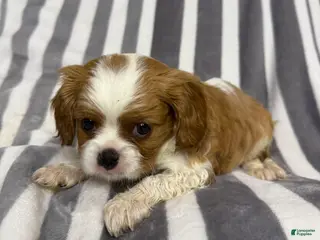 Cavalier King Charles Spaniel dogs Almondo - Ad 16