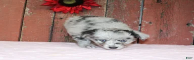 Miniature Australian Shepherd Puppy 2