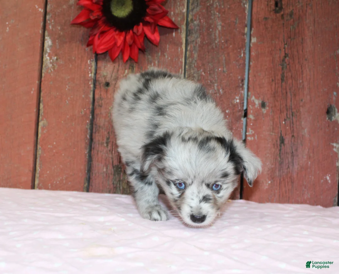 Miniature Australian Shepherd dogs for sale: Miniature Australian Shepherd Puppy 2 - Ad 1