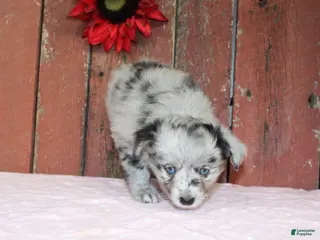 Miniature Australian Shepherd dogs Miniature Australian Shepherd Puppy 2 - Ad 5