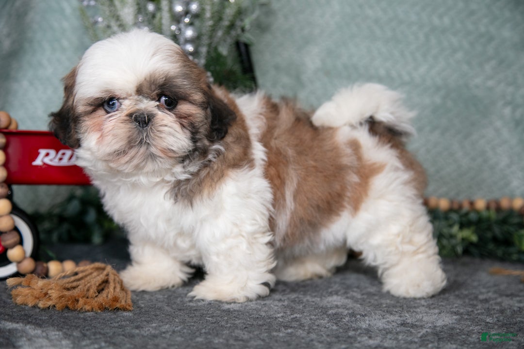 Shih Tzu dogs for sale: Lori - Ad 3