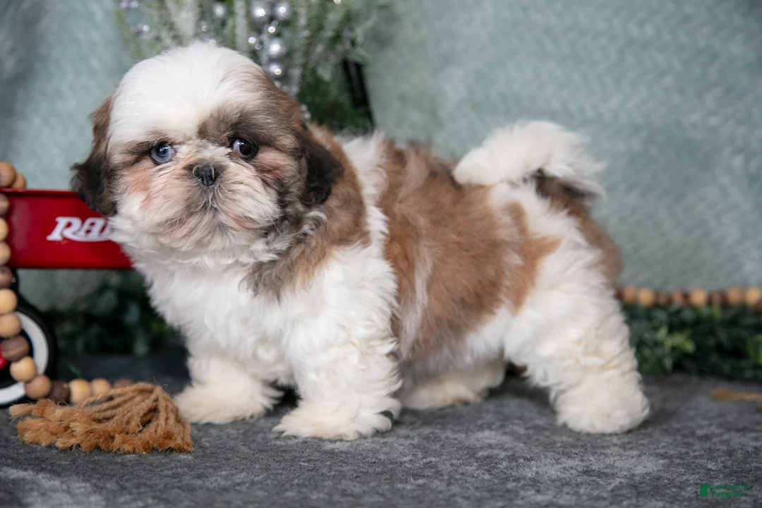 Shih Tzu dogs for sale: Lori - Ad 3