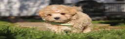 Maltipoo dogs for sale: Lane - Ad 14
