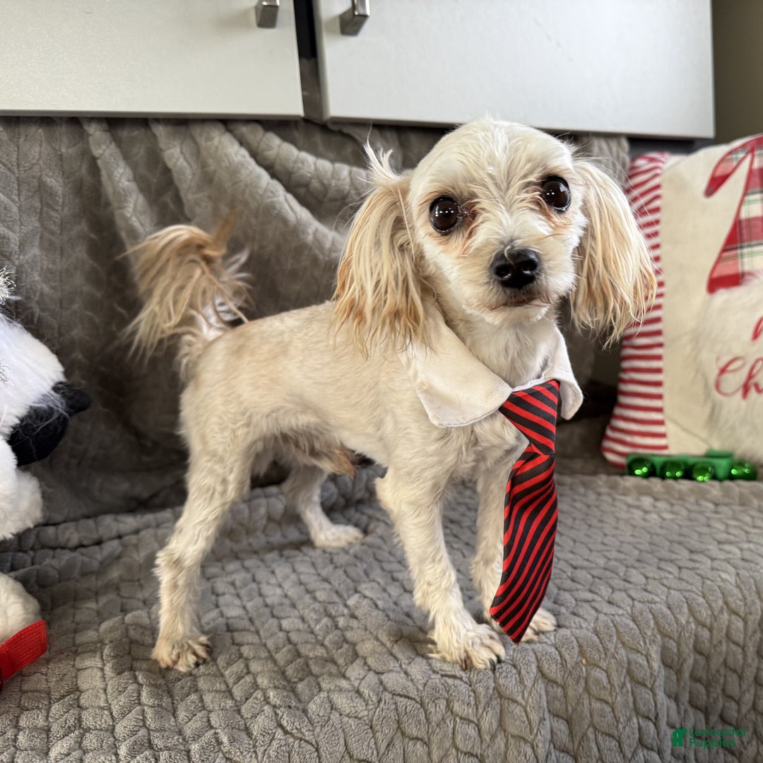 Morkie dogs for sale: Austin  - Ad 3