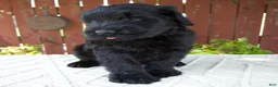 Giant Schnauzer dogs for sale: Travis - Ad 6