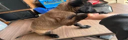 Belgian Malinois dogs for sale: Belgian Malinois Puppy 7 - Ad 2