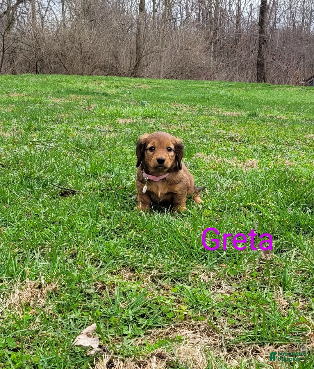 Dachshund dogs for sale: Greta - Ad 2