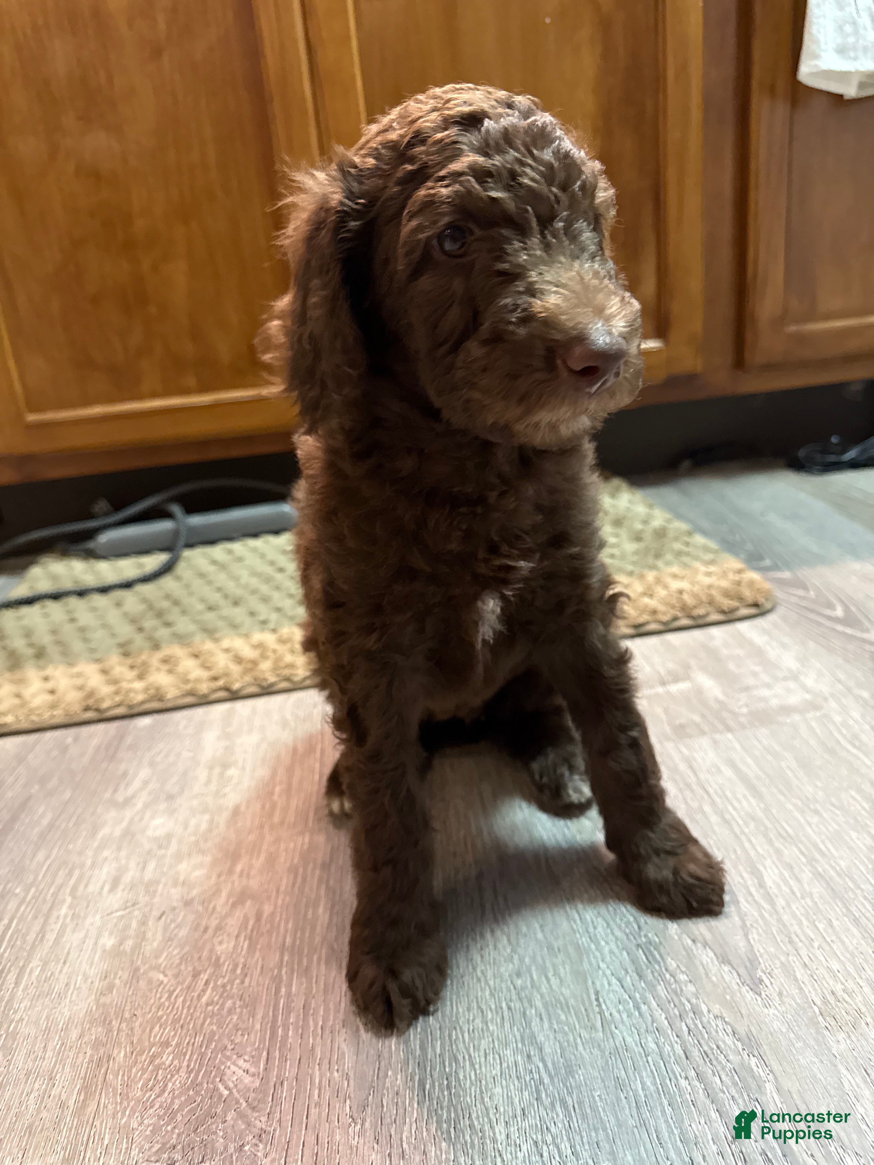 Standard Poodle dogs Reduced!! Last one! Brown and White Standard poodle  - Ad 17