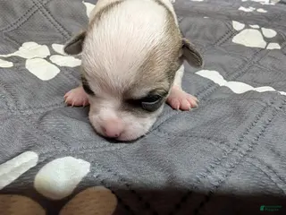 Chihuahua dogs Annie - Ad 29