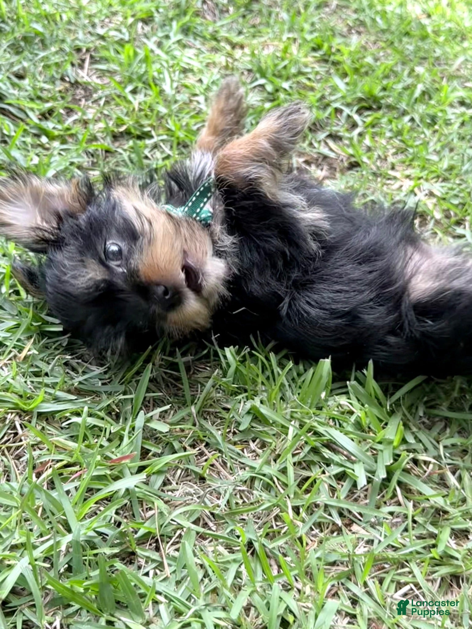 Yorkshire Terrier dogs Pookie - Ad 7