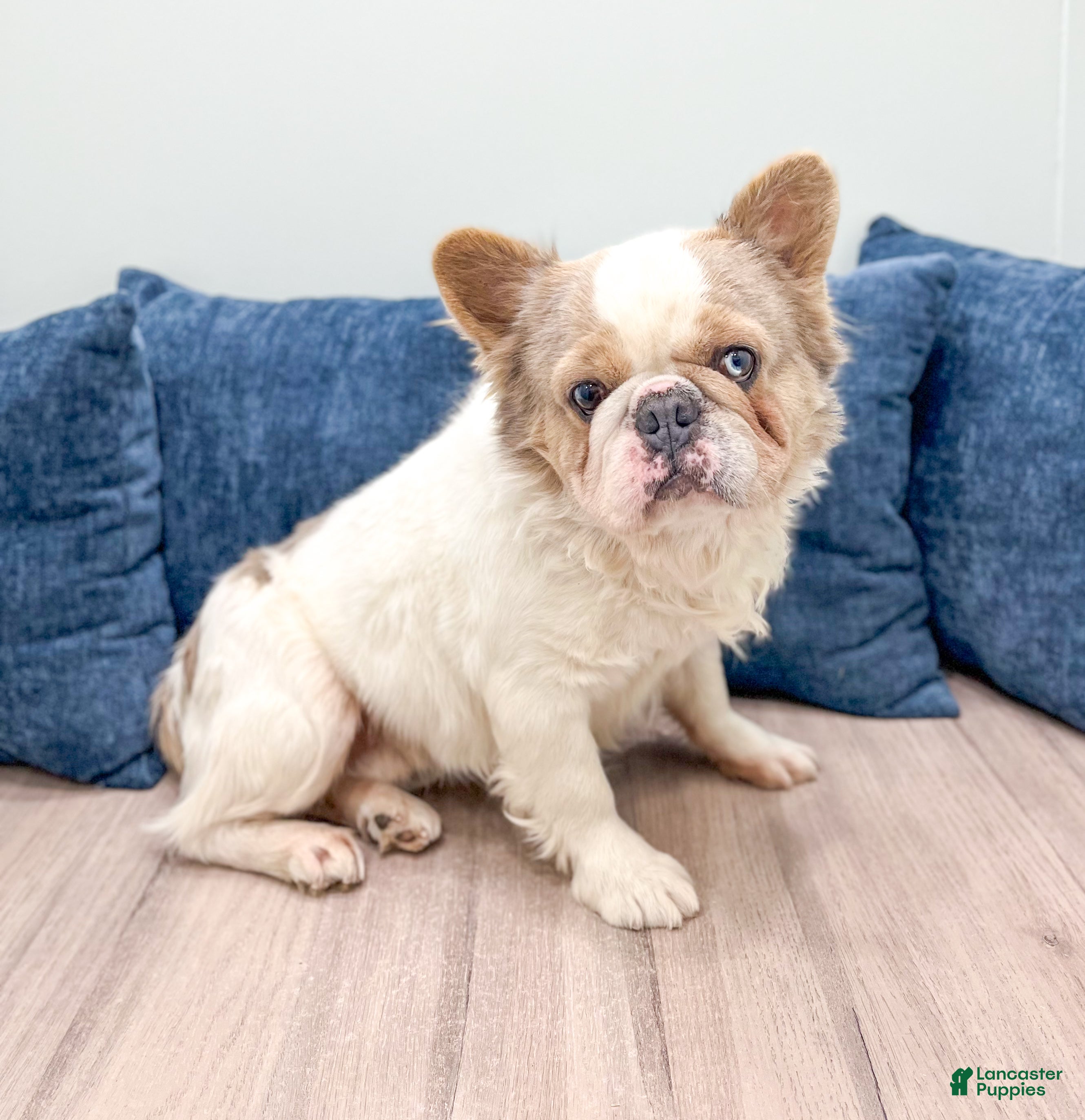 French Bulldog dogs Leo - Ad 1