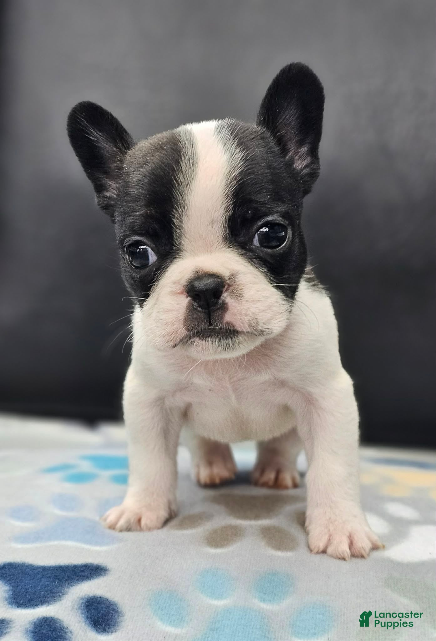French Bulldog dogs French Bulldog Puppy 1 - Ad 30