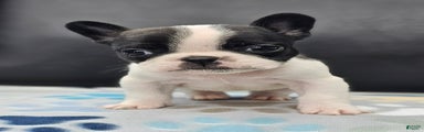 French Bulldog Puppy 1