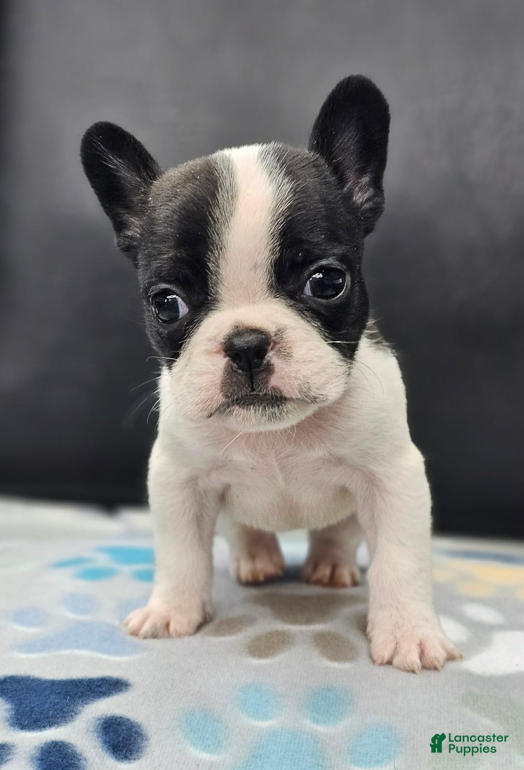 French Bulldog dogs for sale: French Bulldog Puppy 1 - Ad 1