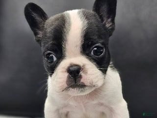 French Bulldog dogs French Bulldog Puppy 1 - Ad 5