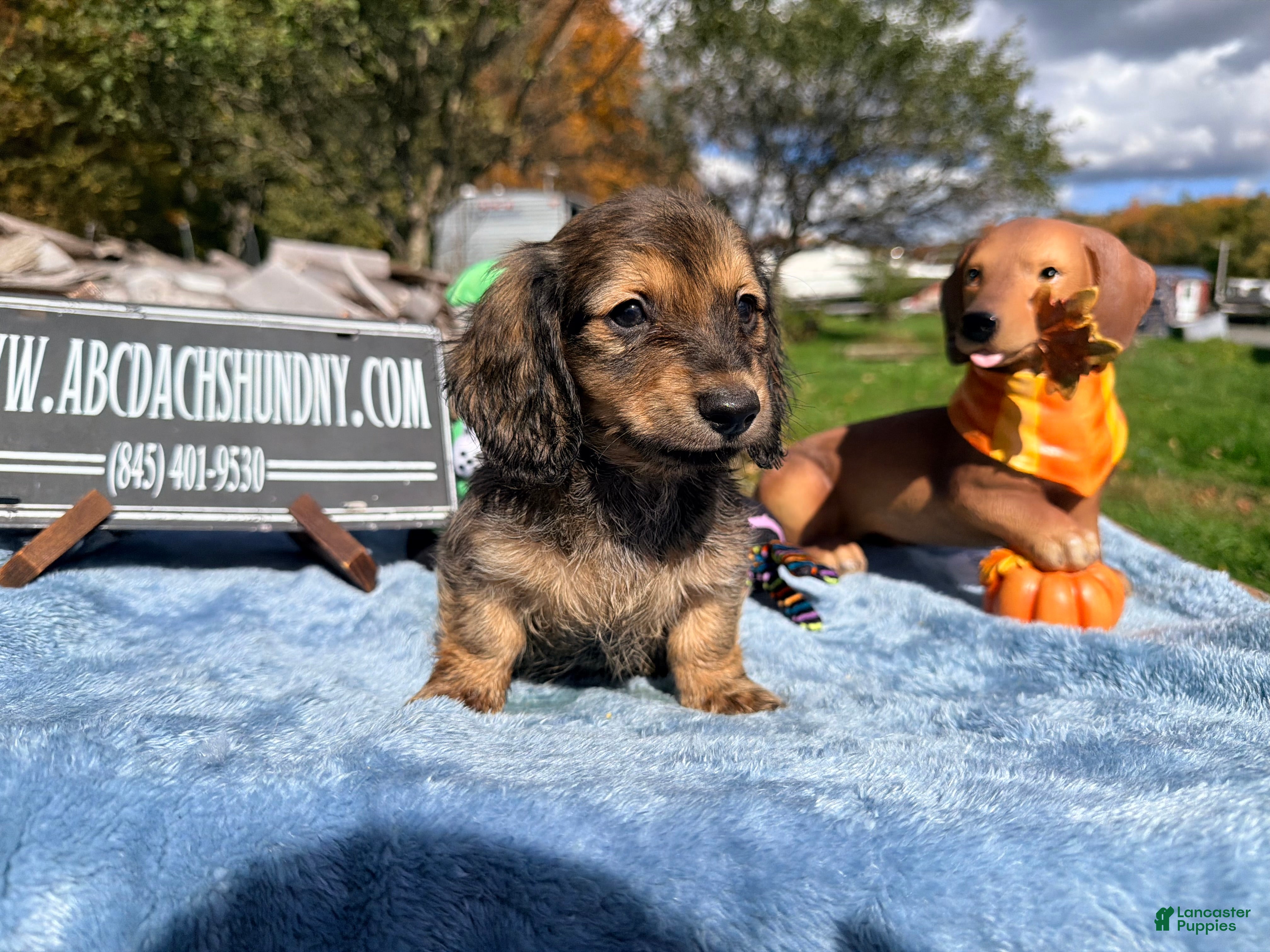 Miniature Dachshund dogs Uk English cream - Ad 7