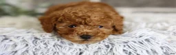 Toy Poodle dogs for sale: Quince - Ad 12