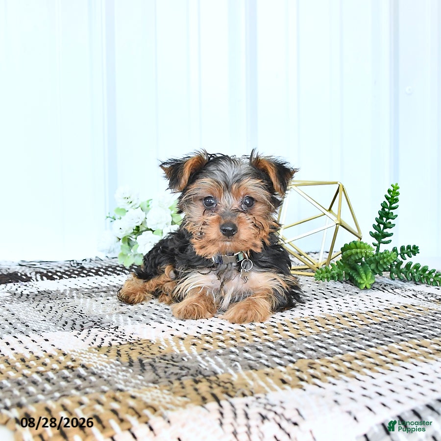 Yorkshire Terrier dogs Luxe - Ad 1