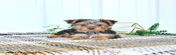 Yorkshire Terrier dogs for sale: Luxe - Ad 1