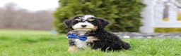 Mini Bernedoodle dogs for sale: Vance - Ad 4