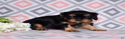 Cavalier King Charles Spaniel dogs for sale: Bear - Ad 2