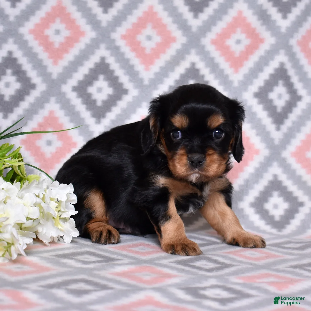 Cavalier King Charles Spaniel dogs for sale: Bear - Ad 2