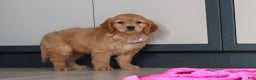 Miniature Golden Retriever dogs for sale: Olivia - Ad 5